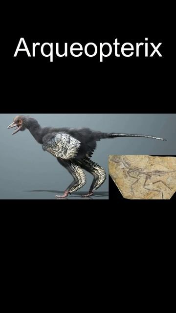 AS AVES SURGIRAM EM QUAL PARTE DA ERA DOS DINOSSAUROS?!? - MESOZOICO ZOADO #identidino #dinossauros