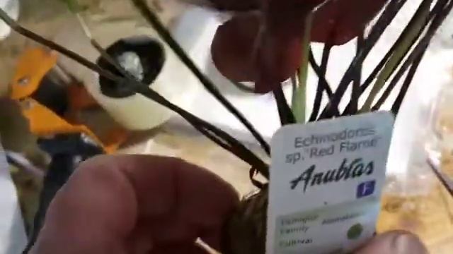 Anubias italy- Red Flame смотреть онлайн