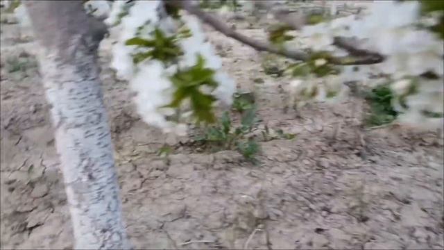 Интенсивный гилас бак смотреть онлайн