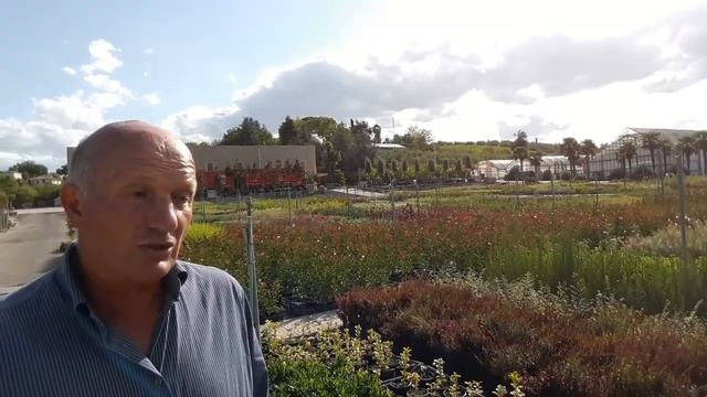Il pitosforo e la cocciniglia cotonosa смотреть онлайн