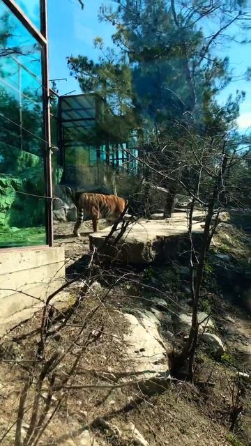 Тигр очень близко