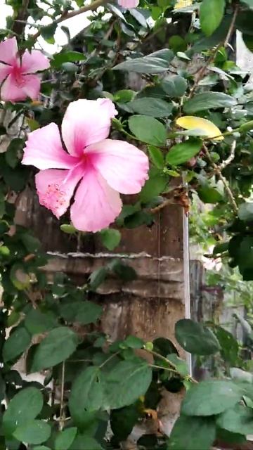 pink hibiscus смотреть онлайн