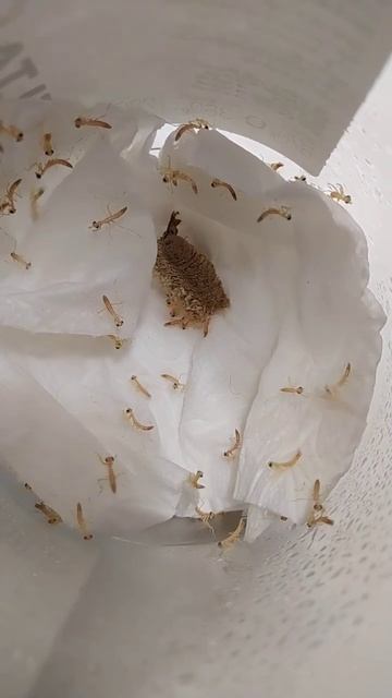 Praying Mantis Hatching #mantis #hatching #newborn