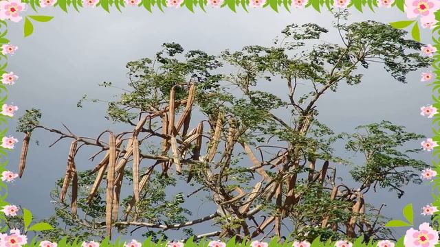 ☺ Moringa Powder And Weight Loss ✂ Health Benefits Of Moringa Capsules смотреть онлайн