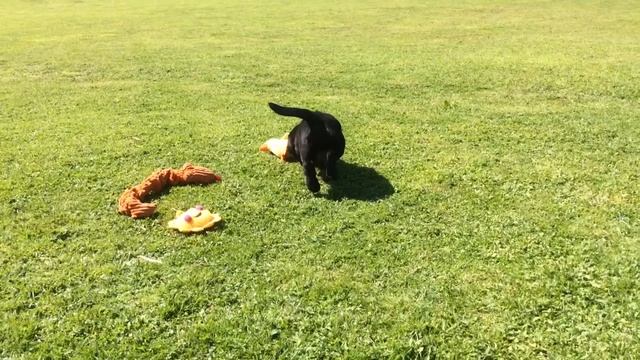 Sponsor a Puppy: Morris смотреть онлайн