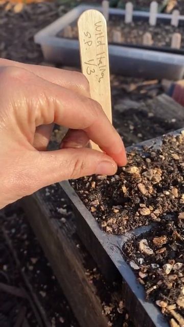 Growing Sweet Peas From Seed #Shorts смотреть онлайн