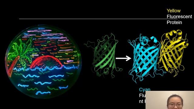 Bijun Tang: Seeing a plant hormone in action смотреть онлайн