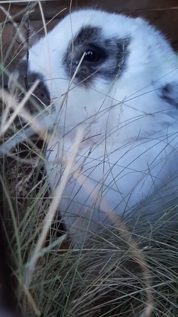 #кролик #кролиководство #деревня #жизньвдеревне