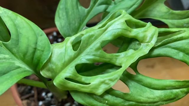 Variegated Monstera Adansonii, Monstera Obliqua + More