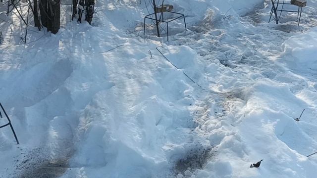 22 февраля 2025 года. Зимовка пчёл в Татарии. смотреть онлайн
