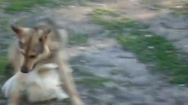 Петух против собаки