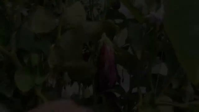 Johnny's Greenhouse Eggplants смотреть онлайн