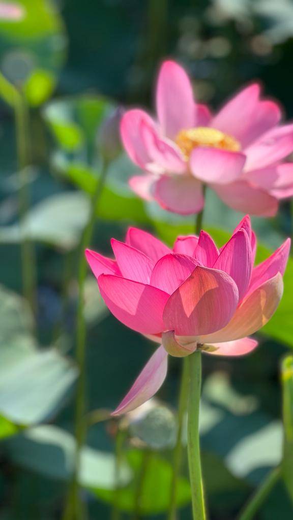 Продаются участки у р.Кубань в Темрюкском районе Краснодарском крае смотреть онлайн