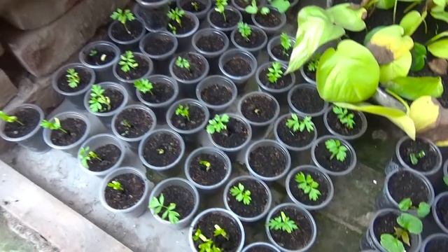 How Do You Grow Balloon Vine From seeds  step-by-step guide  Cardiospermum halicacabum Flower Vin