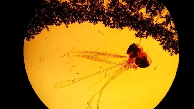 anopheles mouthpart male смотреть онлайн