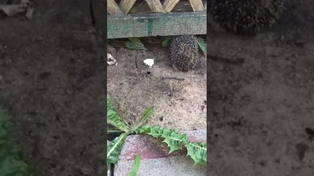 Ёжик во дворе смотреть онлайн