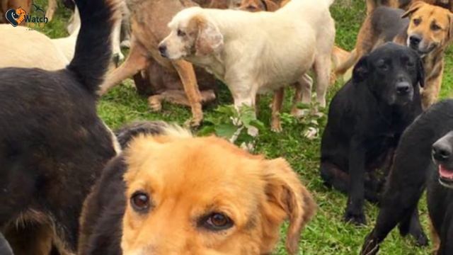 Costa Rica’s Land Of The Strays Is Literally A Paradise For A Crazy Number Of Dogs смотреть онлайн