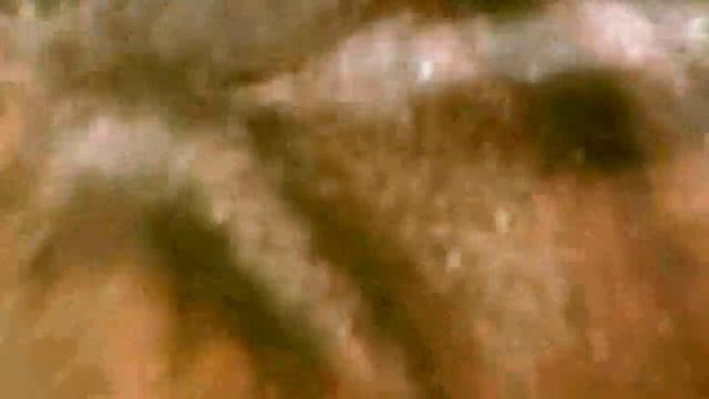 Eastern Chipmunk, Part 1 - March 29, 2014