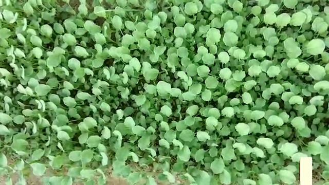 How to Grow Broccoli in Pakistan | Most Expensive Veg | Modern Farming | Broccoli ki Paneeri смотреть онлайн