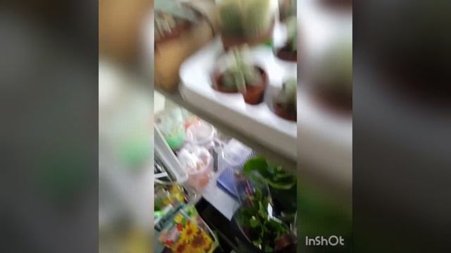 комнатные растения для дома, дачи, офиса смотреть онлайн