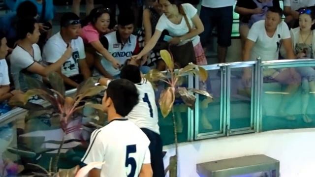 Змея, шоу с кобрами в Тайланде[Xiếc rắn hổ mang mạo hiểm, Đùa vui với hổ mang [ Amazing Snake show] смотреть онлайн