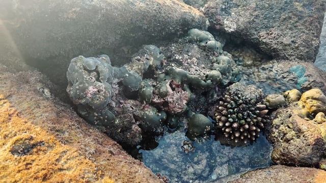 ПХУКЕТ - СЕКРЕТНЫЙ пляж, подводный мир | VLOG смотреть онлайн