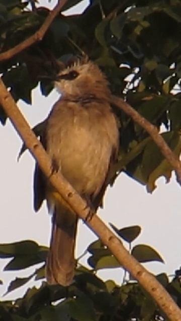 A bird in a tree near the house 💚 #shorts #birds #Animal смотреть онлайн