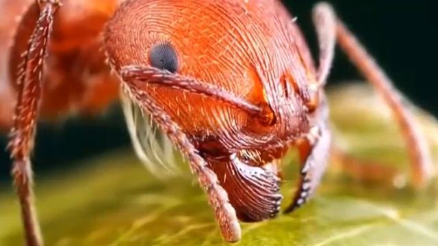 әлемдегі ең қауіпті жәндіктер