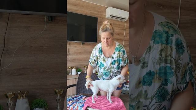 💥 БАЙКАЛ 💥  ПРОДАЖА чихуахуа цена здесь купить щенка #chihuahua +79787458062 WhatsApp Telegram