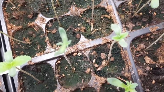Freakshow Auto F2 Pheno hunting the babies. смотреть онлайн