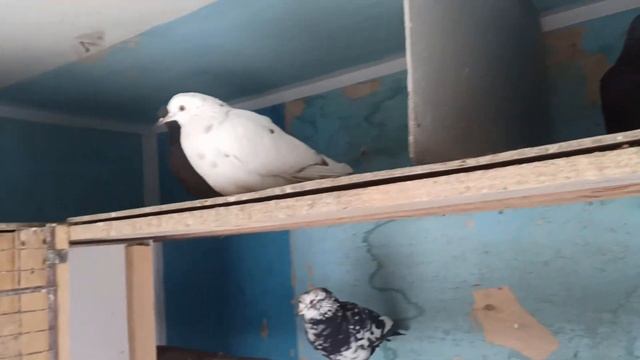 голубь хороший и плохой смотреть онлайн