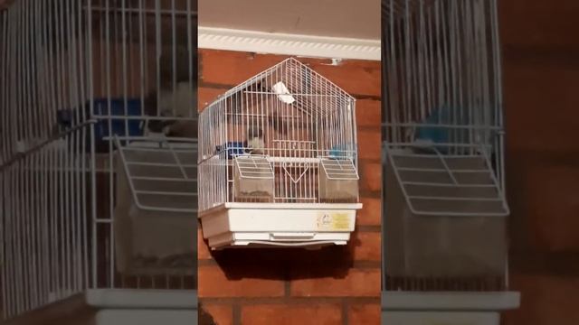 Щегол Рахматчон Ростов