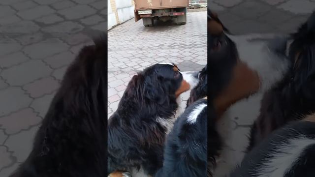 День рождение самого главного. смотреть онлайн