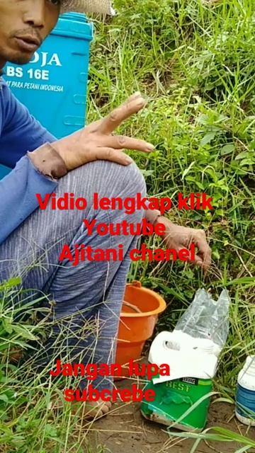 Cara mengatsi dan mengobati obat busuk batang pada cabe смотреть онлайн