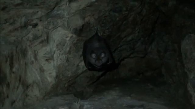 Ferradura petit (Rhinolophus hipposideros) a Canelles смотреть онлайн