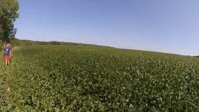 чи потрібна інокуляція сої... поле друге сорт той самий але половина оброблена а інша ні смотреть онлайн