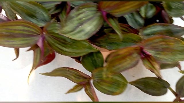Tradescantia Zebrina 'Tikal'
