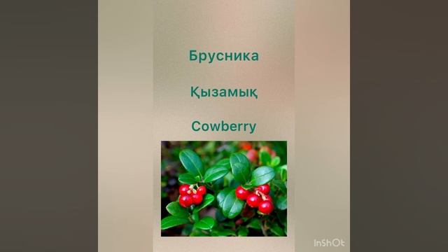 Урок 11. Ягода. Жидек. Berry. смотреть онлайн
