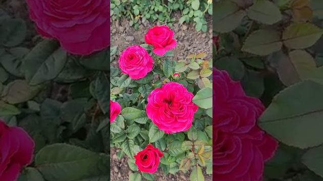 Принцесса Киши 🌹Япония 🌹#розы #цветение#сад#ЦАРСТВОРОЗ смотреть онлайн