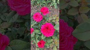 Принцесса Киши 🌹Япония 🌹#розы #цветение#сад#ЦАРСТВОРОЗ