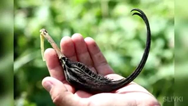 Самые жуткие растения! смотреть онлайн