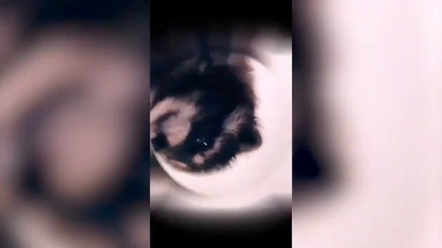 10 минут енота pedro pedro pedro смотреть онлайн