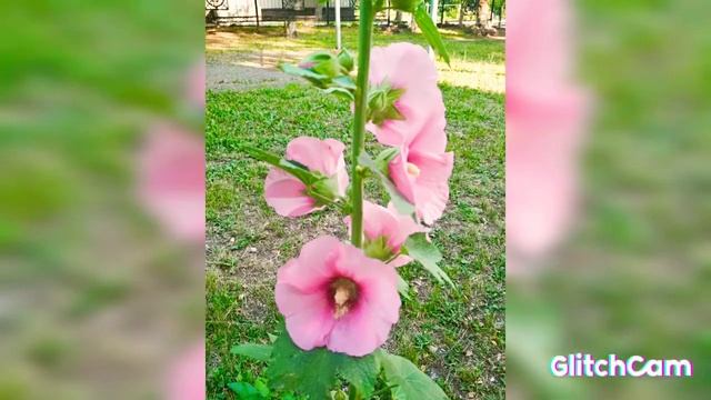 mallow blooms flowers 🌸🌸🌸мальва цветет смотреть онлайн