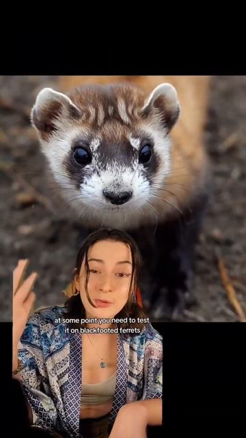 Canine Distemper And Black Footed Ferrets #endangeredspecies