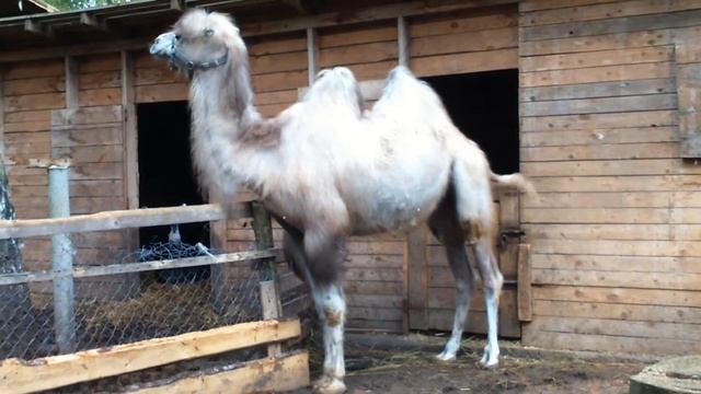 Верблюд в Москве смотреть онлайн