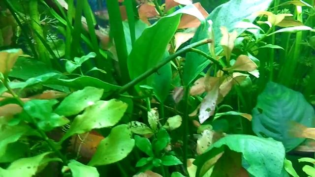 Apistogramma Agassizii And Other