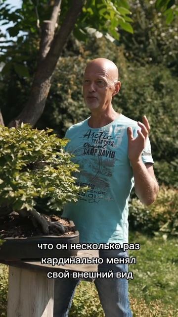 Обзор бонсай из граба восточного. #бонсай #bonsai #ниваки #сад #андрейдарусенков #ландшафтныйдизайн смотреть онлайн