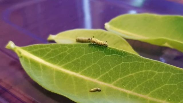 Monarch Caterpillars 2019 смотреть онлайн