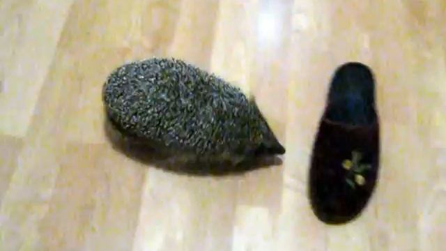 Ёжик и тапки смотреть онлайн