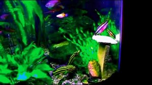 #Aquarium. Попугайчики нерестятся по-иному...